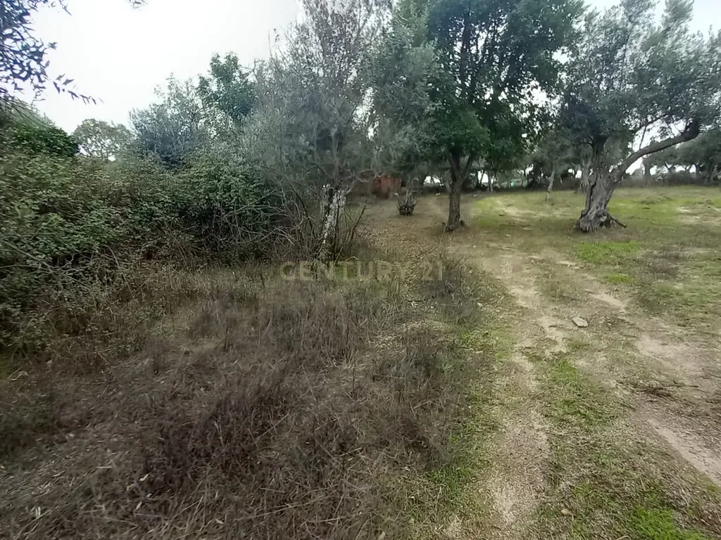 Terreno Rustico Lardosa - Image 6