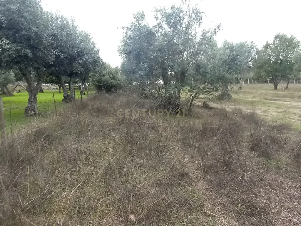 Terreno Rustico Lardosa - Image 5