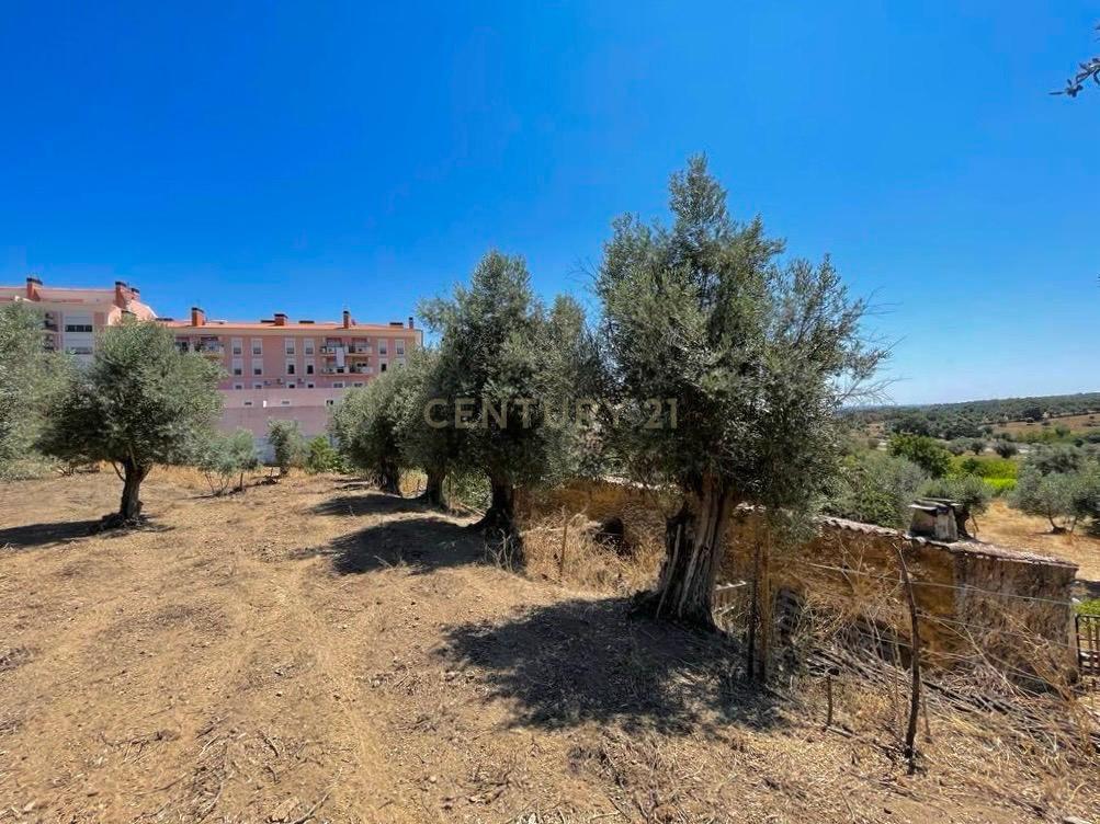 Terreno Misto | Portalegre - Image 10