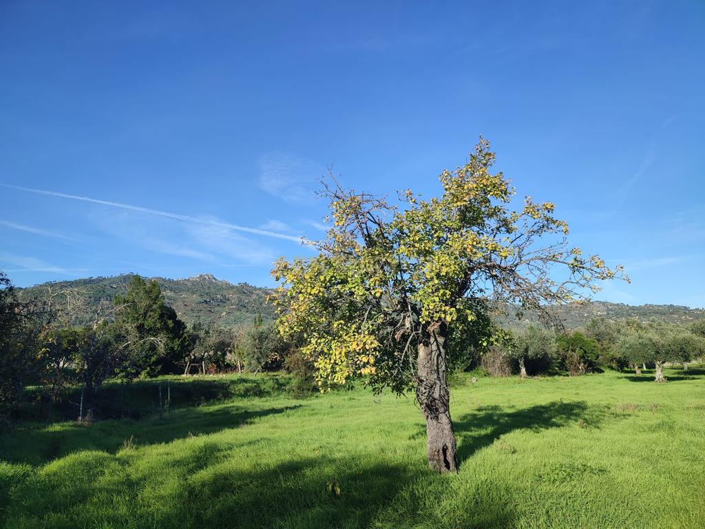 QUINTINHA no Louriçal do Campo, Castelo Branco - Image 19