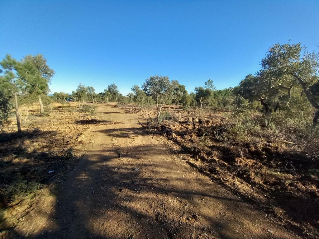 Terreno rustico com 16940m2-Sarnadas de Rodão - Image 12