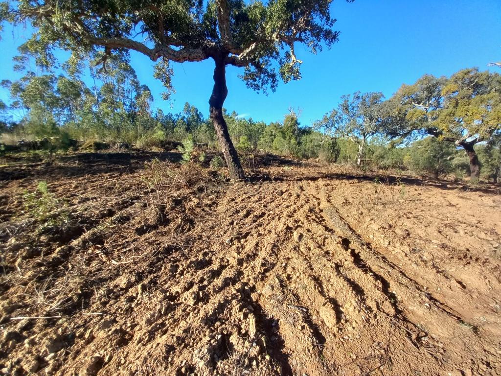 Terreno rustico com 16940m2-Sarnadas de Rodão - Image 10
