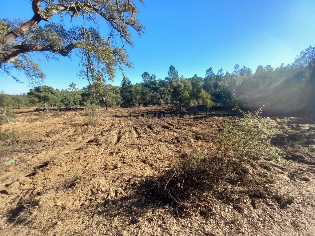 Terreno rustico com 16940m2-Sarnadas de Rodão - Image 9