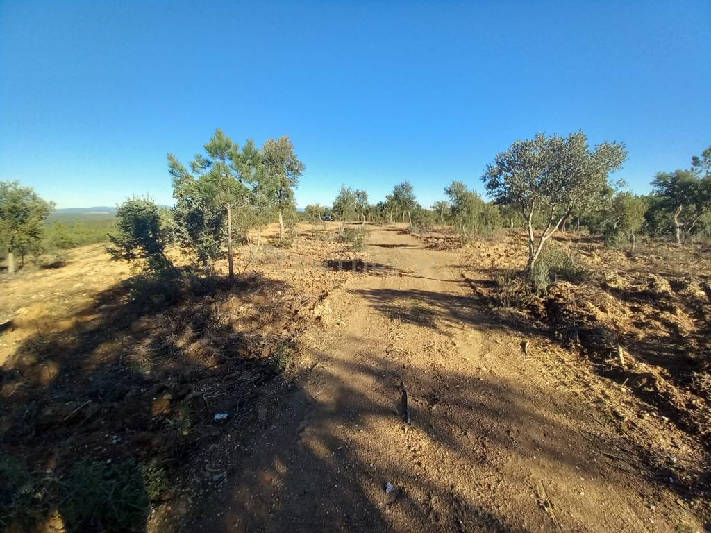 Terreno rustico com 16940m2-Sarnadas de Rodão - Image 7