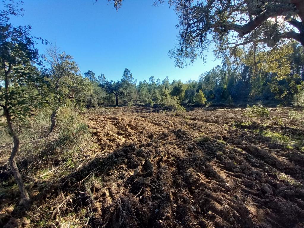 Terreno rustico com 16940m2-Sarnadas de Rodão - Image 8