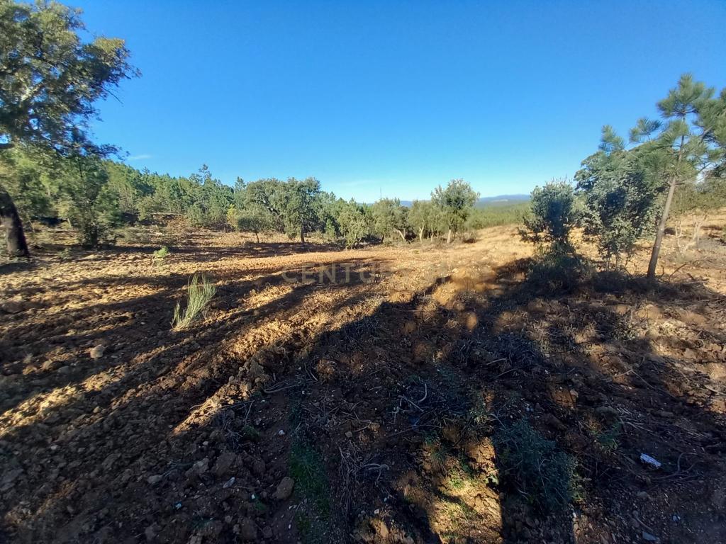 Terreno rustico com 16940m2-Sarnadas de Rodão - Image 6