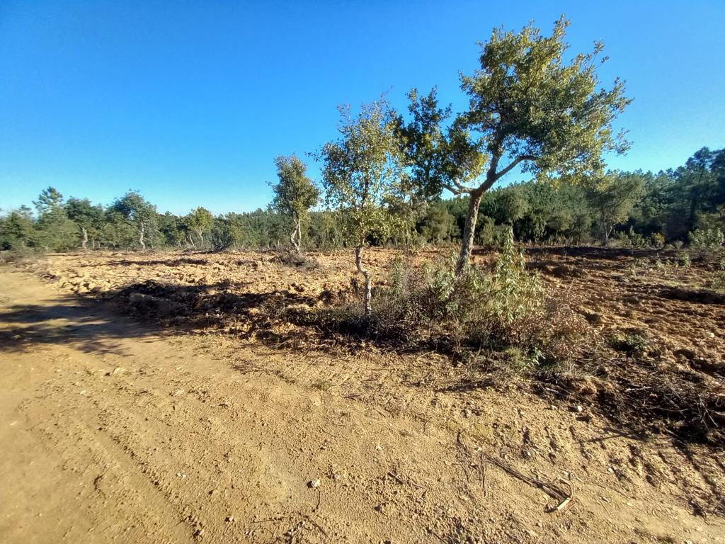 Terreno rustico com 16940m2-Sarnadas de Rodão - Image 13