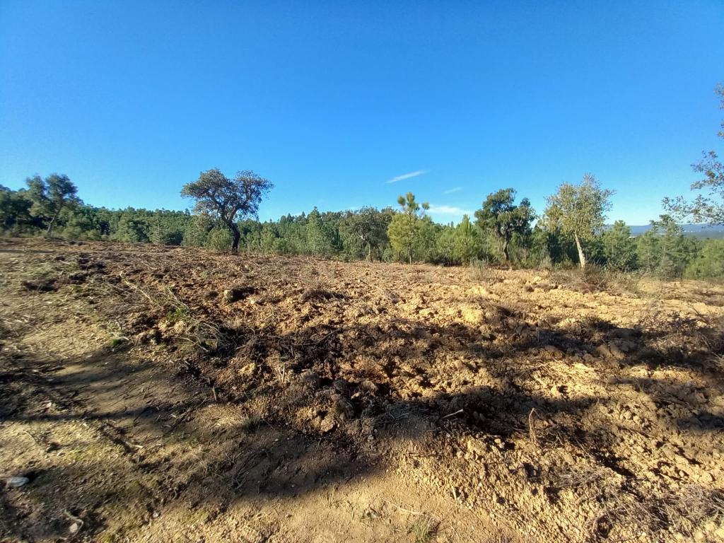 Terreno rustico com 16940m2-Sarnadas de Rodão - Image 4