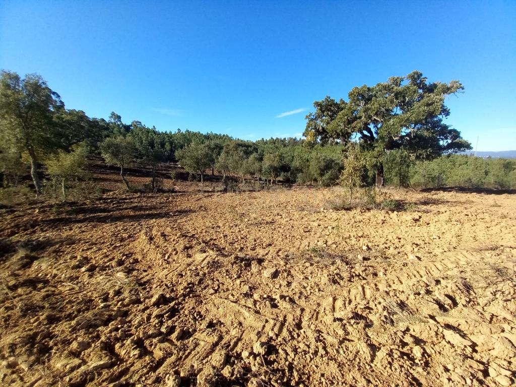 Terreno rustico com 16940m2-Sarnadas de Rodão - Image 5