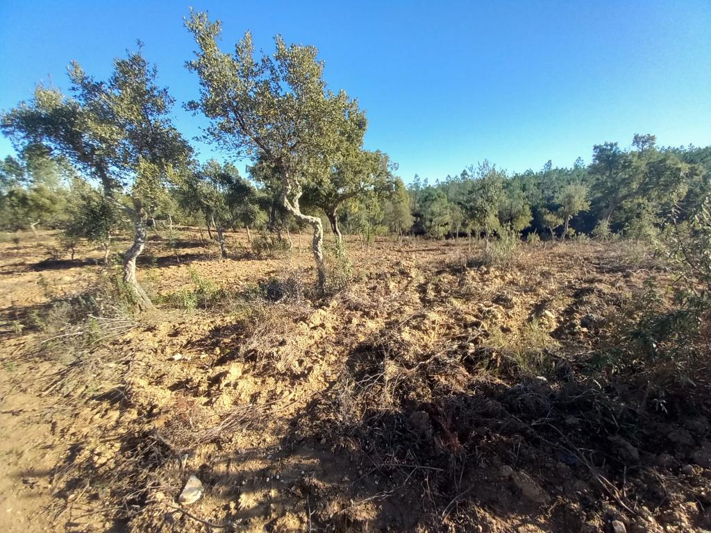 Terreno rustico com 16940m2-Sarnadas de Rodão - Image 14