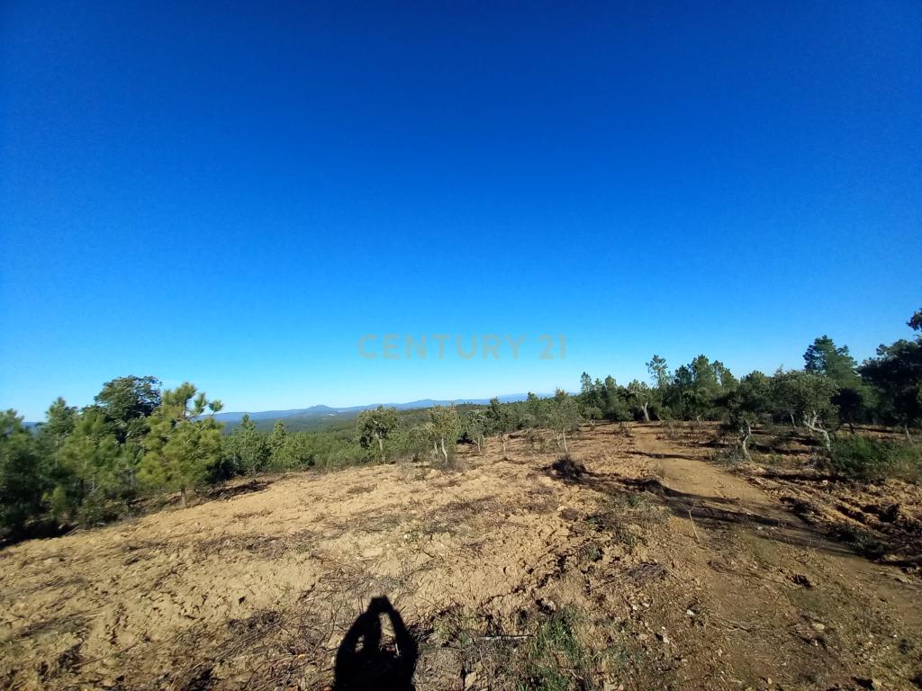 Terreno rustico com 16940m2-Sarnadas de Rodão - Image 15