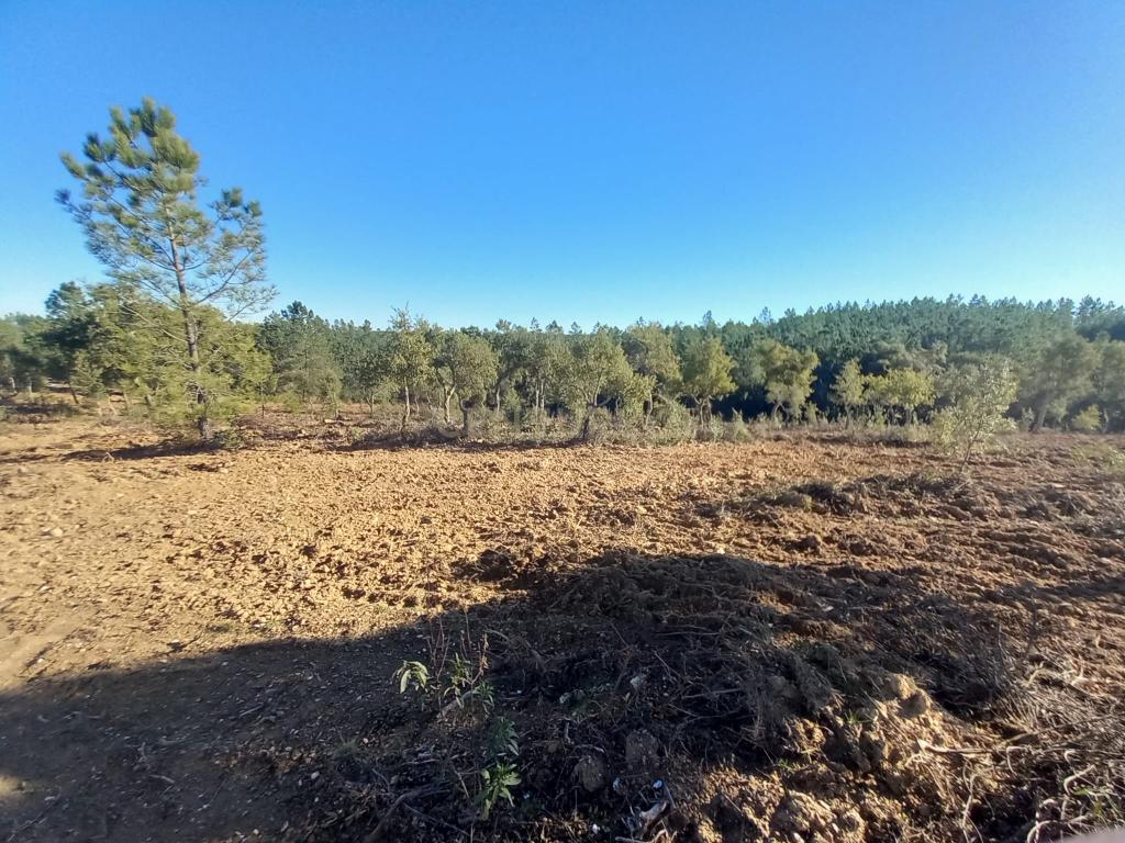 Terreno rustico com 16940m2-Sarnadas de Rodão - Image 1