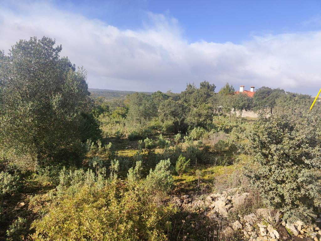 Terreno à Venda na Ortiga, Fátima - Image 6