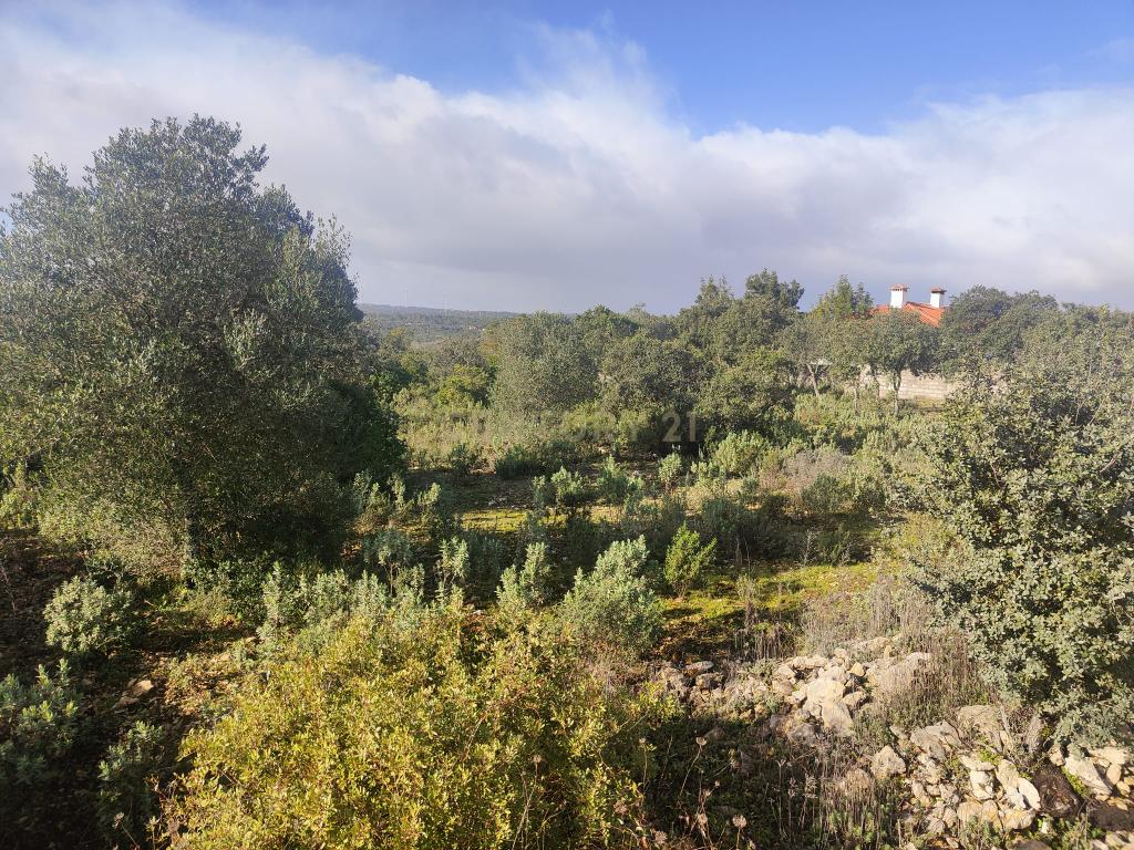 Terreno à Venda na Ortiga, Fátima - Image 15