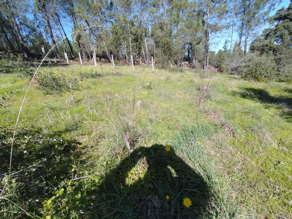 Terreno Rustico com 4080 m2, em Sarnadas de Rodao - Image 20