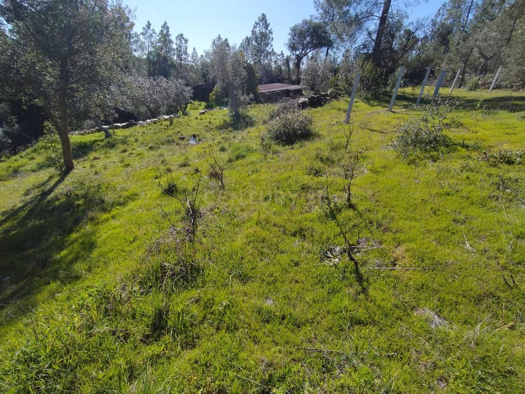 Terreno Rustico com 4080 m2, em Sarnadas de Rodao - Image 12