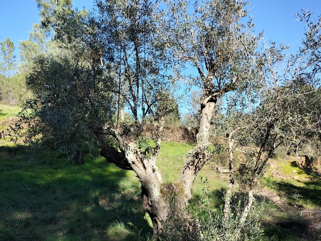Terreno Rustico com 4080 m2, em Sarnadas de Rodao - Image 22