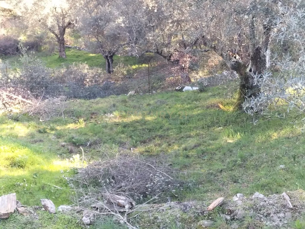 Terreno Rustico com 4080 m2, em Sarnadas de Rodao - Image 17