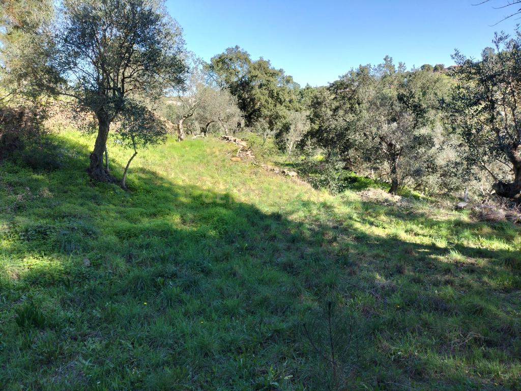 Terreno Rustico com 4080 m2, em Sarnadas de Rodao - Image 18