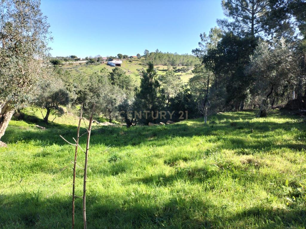 Terreno Rustico com 4080 m2, em Sarnadas de Rodao - Image 23