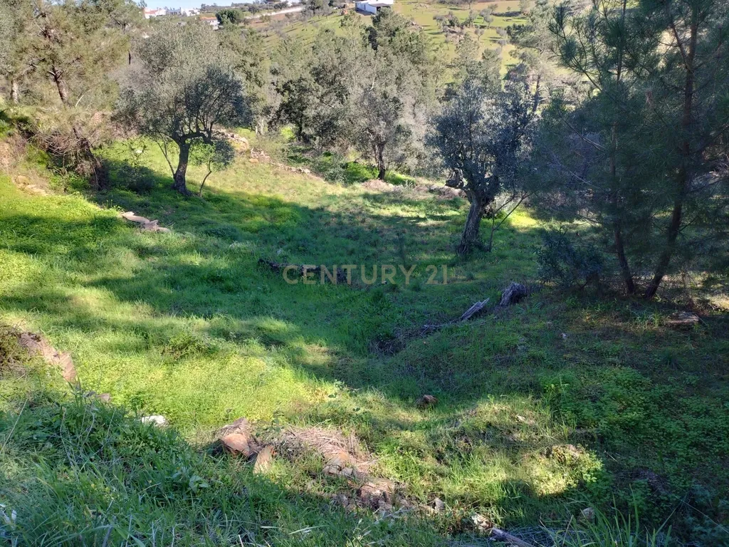Terreno Rustico com 4080 m2, em Sarnadas de Rodao - Image 26