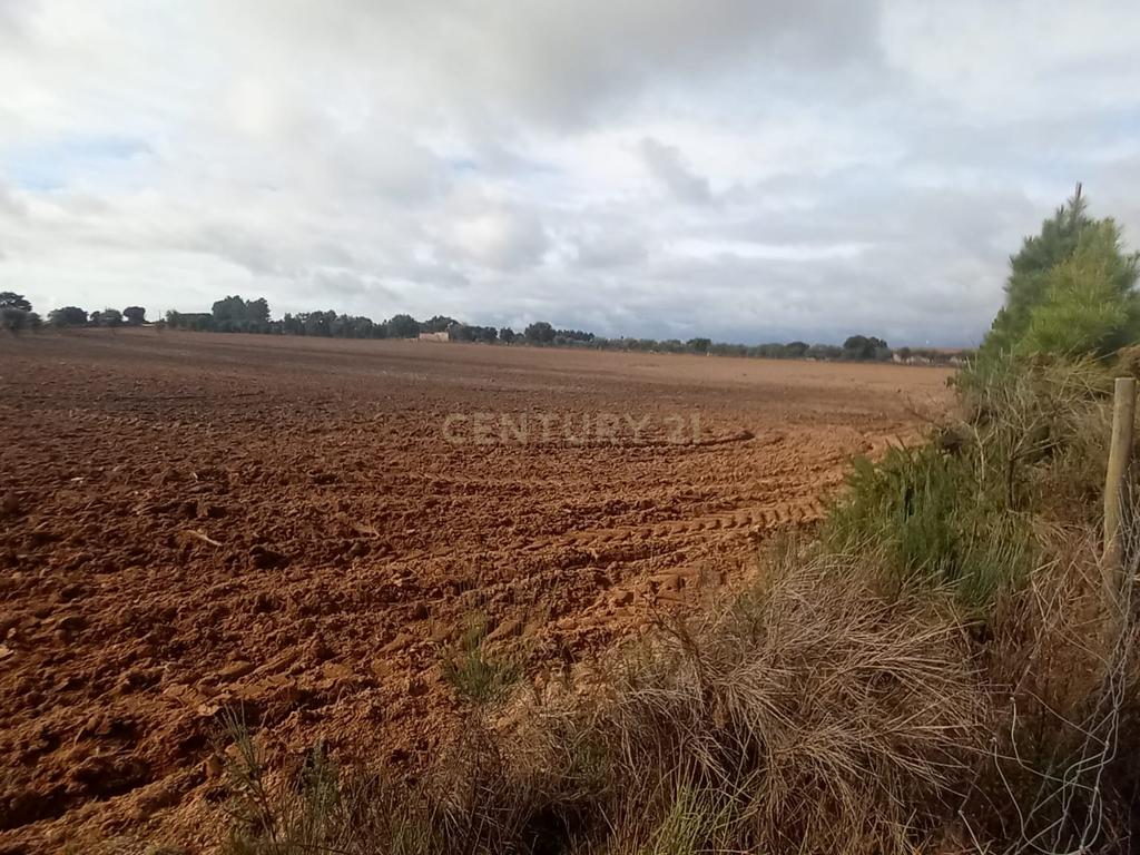 Terreno Rustico com 13500 M2 Lardosa - Image 6