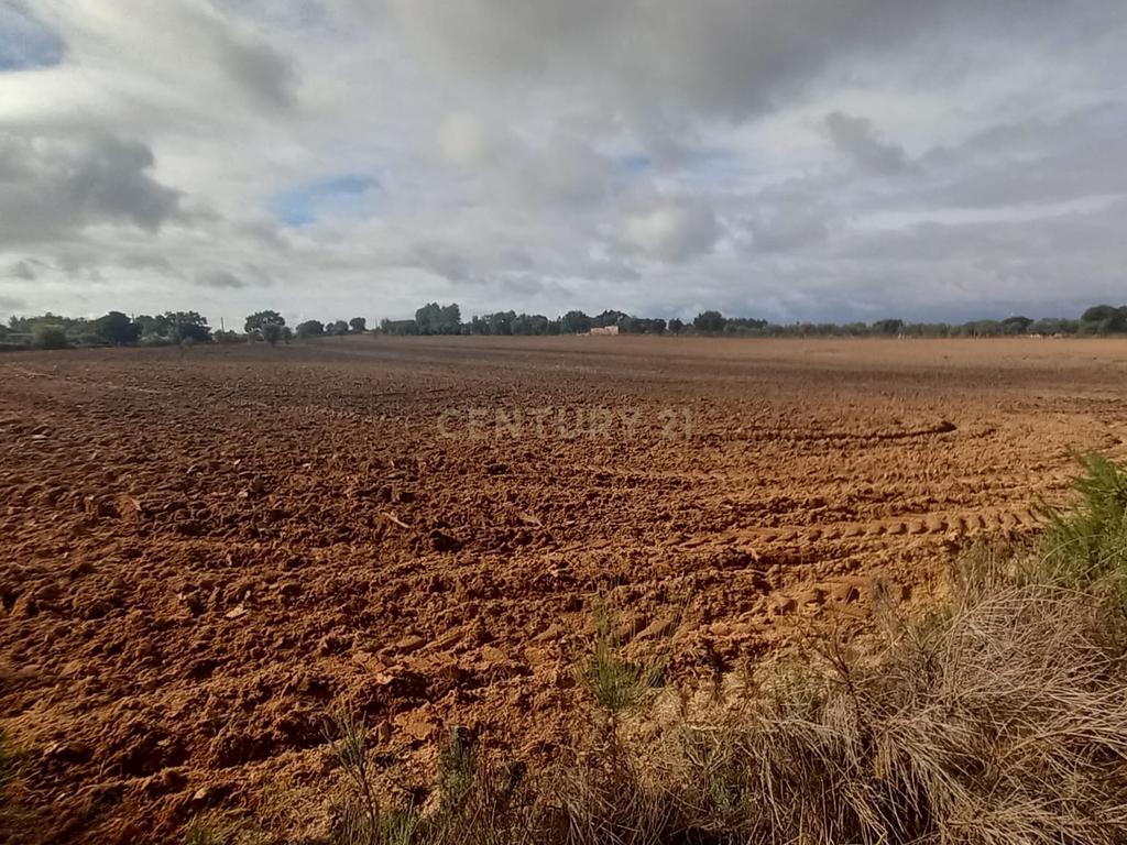Terreno Rustico com 13500 M2 Lardosa - Image 5