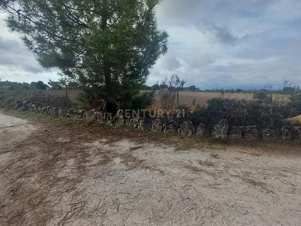 Terreno Rustico com 13500 M2 Lardosa - Image 11