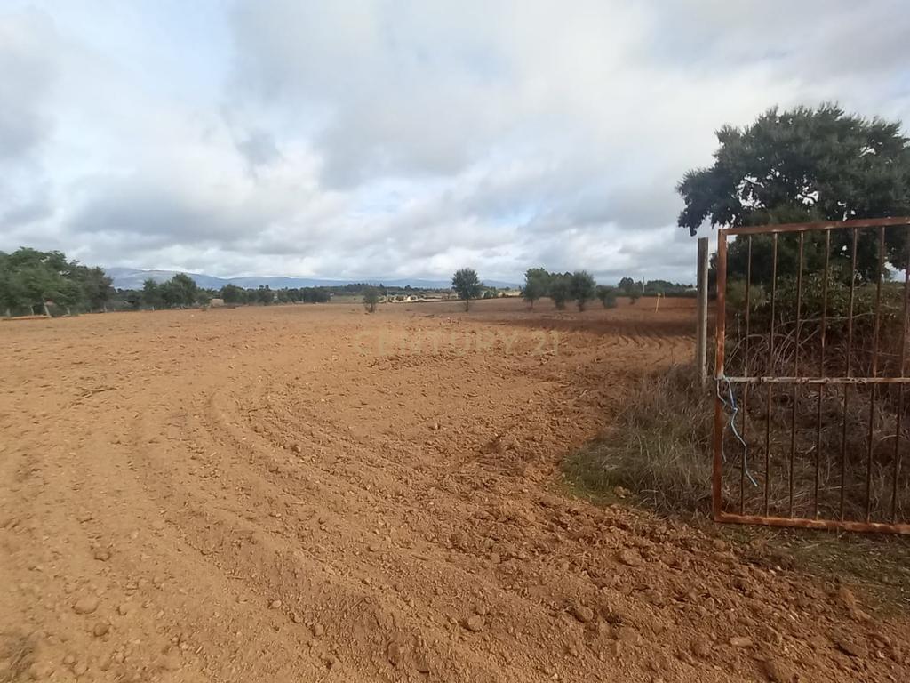 Terreno Rustico com 13500 M2 Lardosa - Image 12