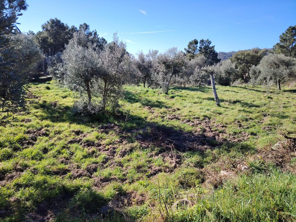 Terreno rústico, Louriçal do Campo, Castelo Branco - Image 1