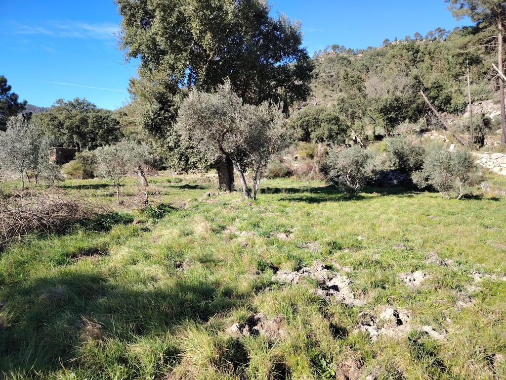 Terreno rústico, Louriçal do Campo, Castelo Branco - Image 6
