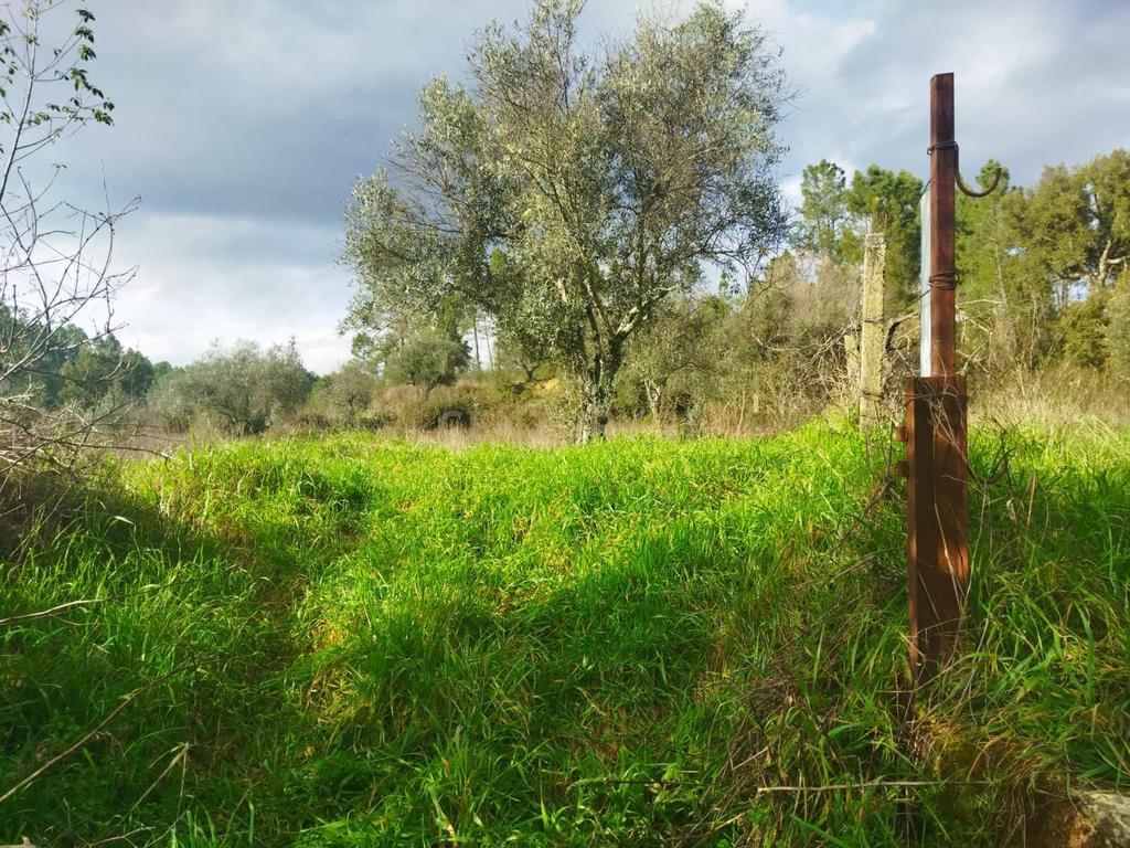 Terreno Rustico com 2.800 m2, Rochas de Baixo, Almaceda - Image 2