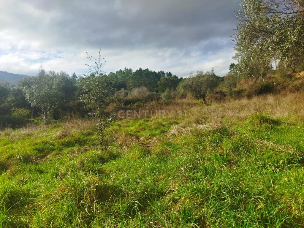 Terreno Rustico com 2.800 m2, Rochas de Baixo, Almaceda - Image 3