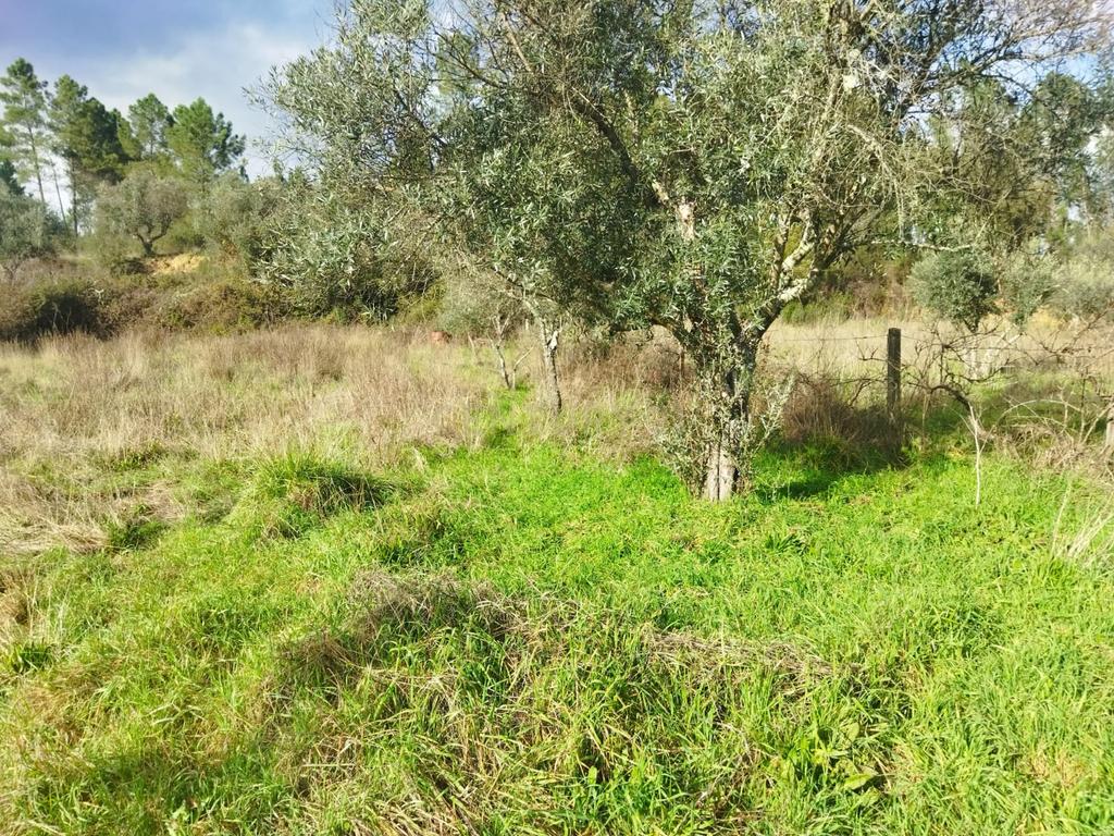 Terreno Rustico com 2.800 m2, Rochas de Baixo, Almaceda - Image 5