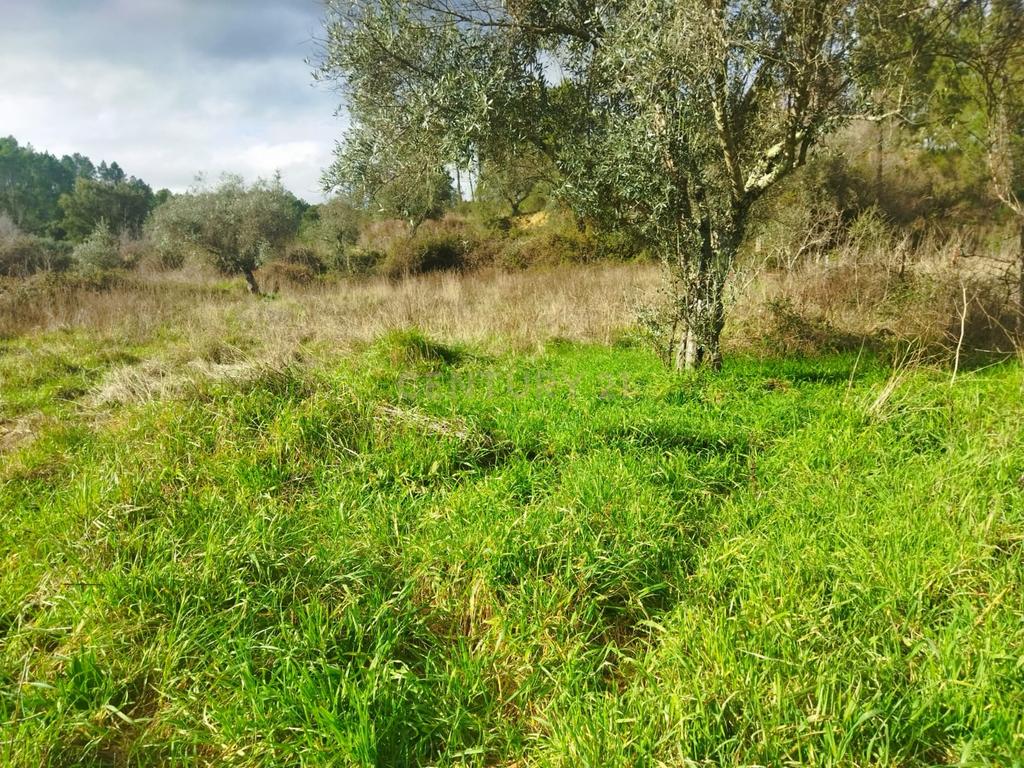Terreno Rustico com 2.800 m2, Rochas de Baixo, Almaceda - Image 4