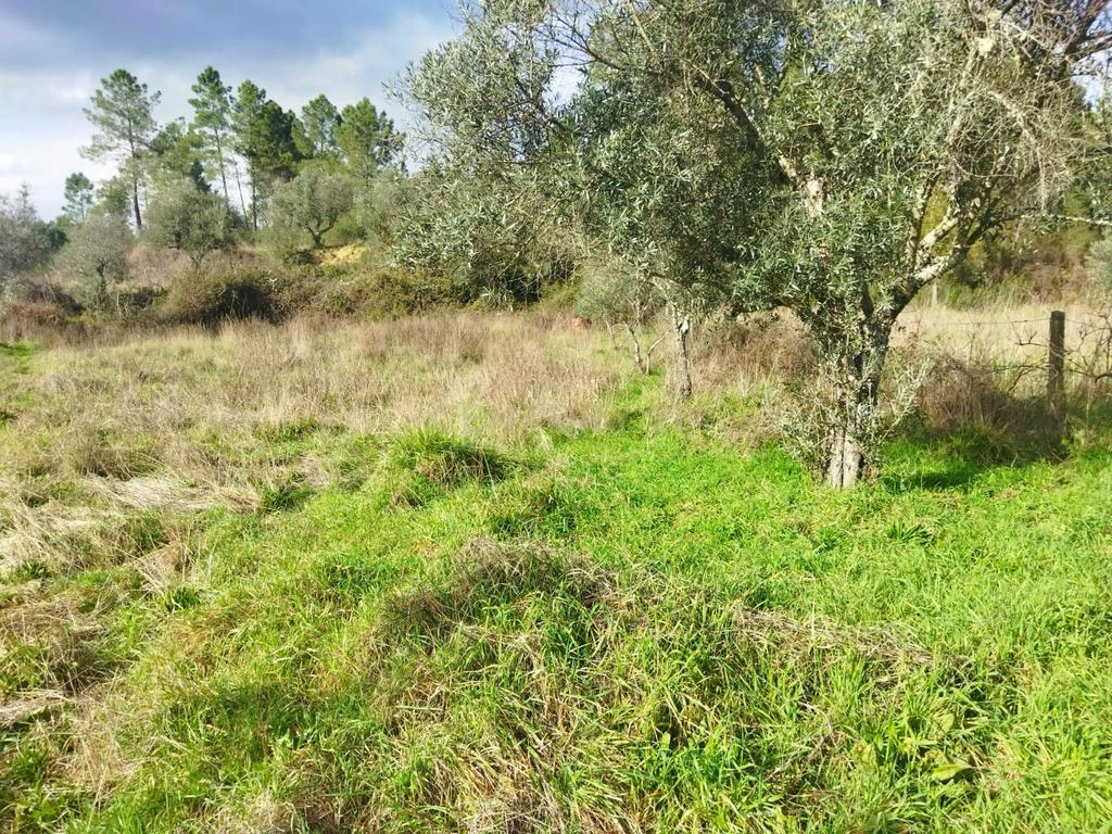 Terreno Rustico com 2.800 m2, Rochas de Baixo, Almaceda - Image 1
