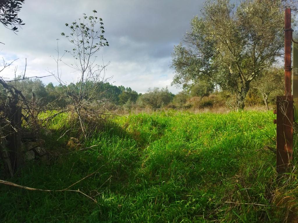 Terreno Rustico com 2.800 m2, Rochas de Baixo, Almaceda - Image 6