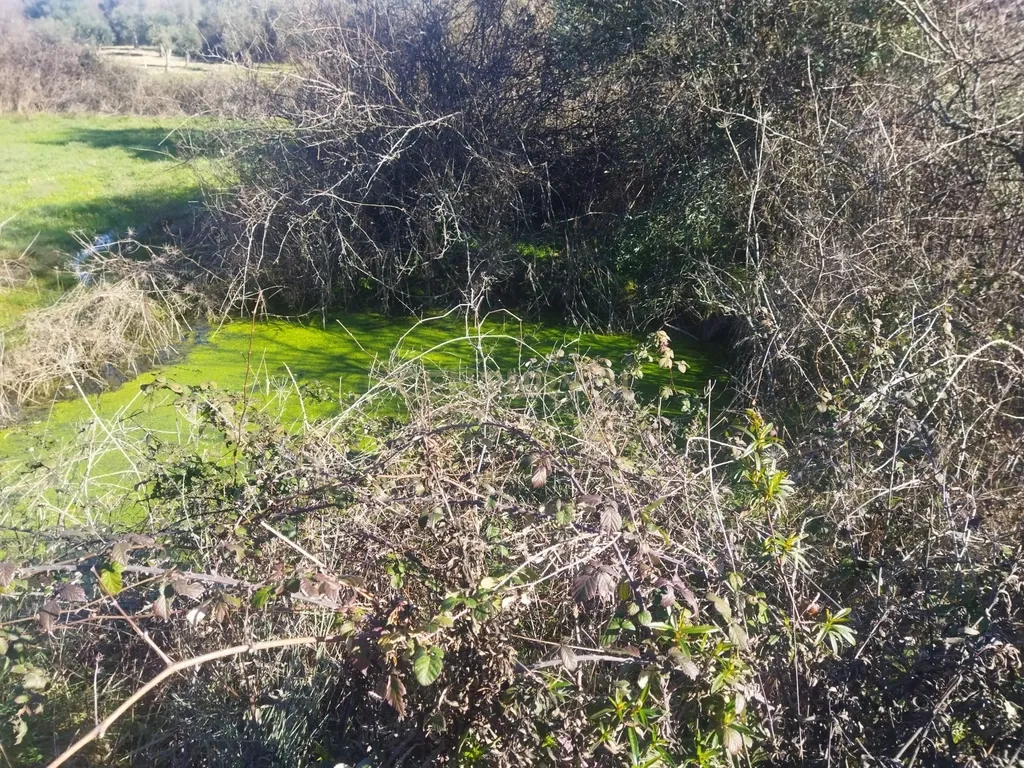 Terreno com 12500 m2 , Tinalhas, Castelo Branco - Image 18