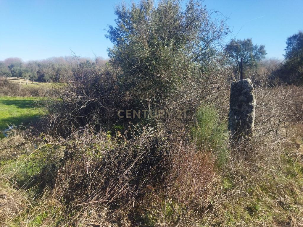 Terreno com 12500 m2 , Tinalhas, Castelo Branco - Image 5