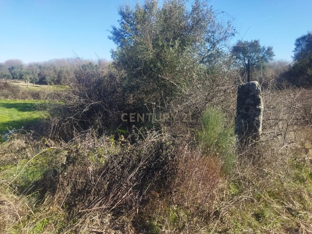 Terreno com 12500 m2 , Tinalhas, Castelo Branco - Image 5