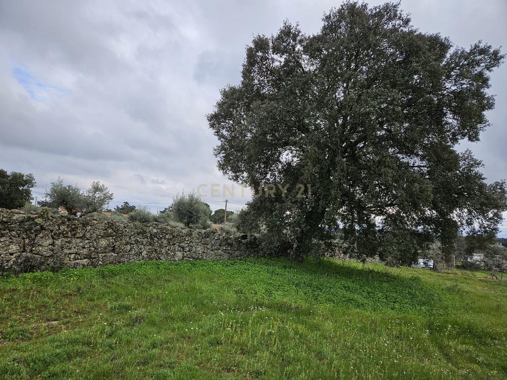 Quintinha na Lousa, Castelo Branco - Image 34