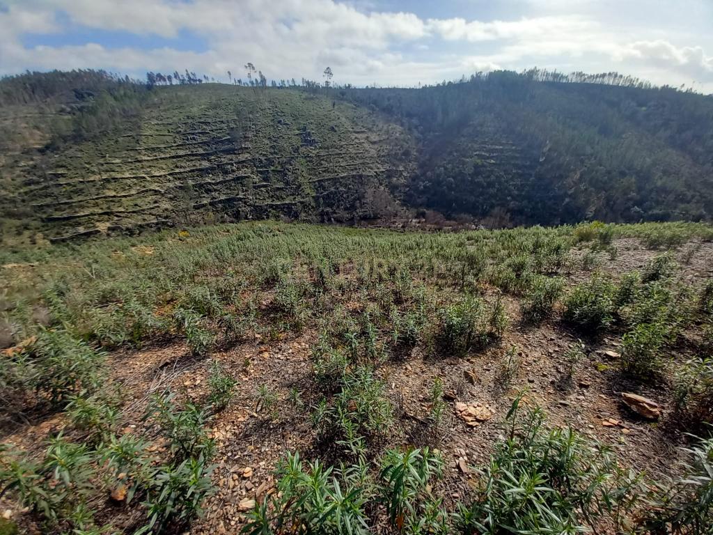 Terreno Rustico com 6220m2 Sobrainho da Ribeira-Sarzedas - Image 15