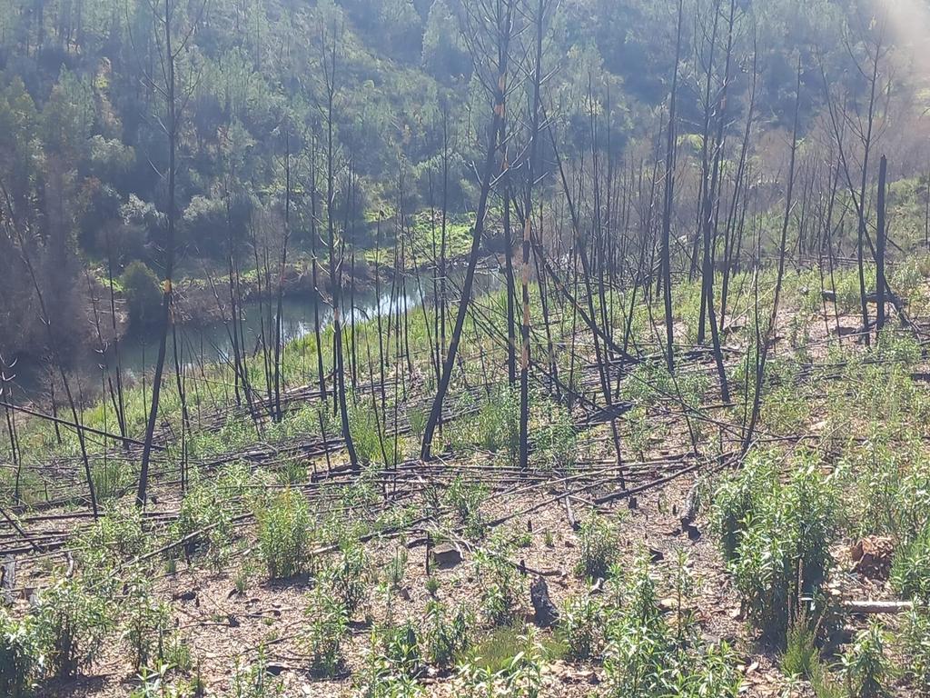 Terreno Rustico com 6220m2 Sobrainho da Ribeira-Sarzedas - Image 11
