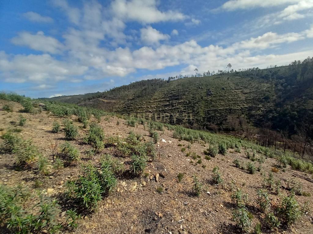 Terreno Rustico com 6220m2 Sobrainho da Ribeira-Sarzedas - Image 9
