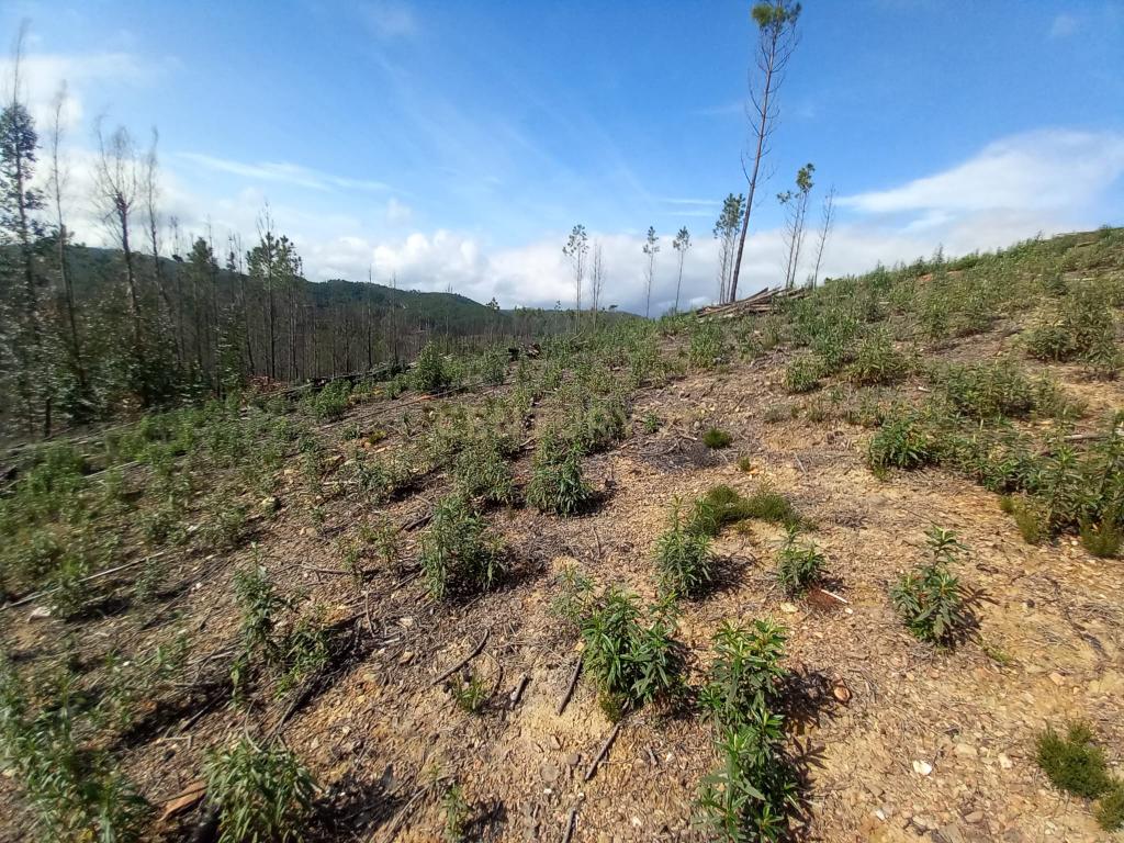 Terreno Rustico com 6220m2 Sobrainho da Ribeira-Sarzedas - Image 8