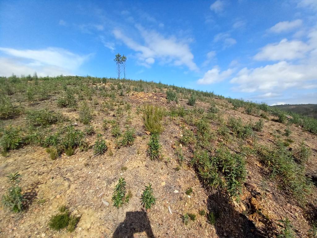 Terreno Rustico com 6220m2 Sobrainho da Ribeira-Sarzedas - Image 7