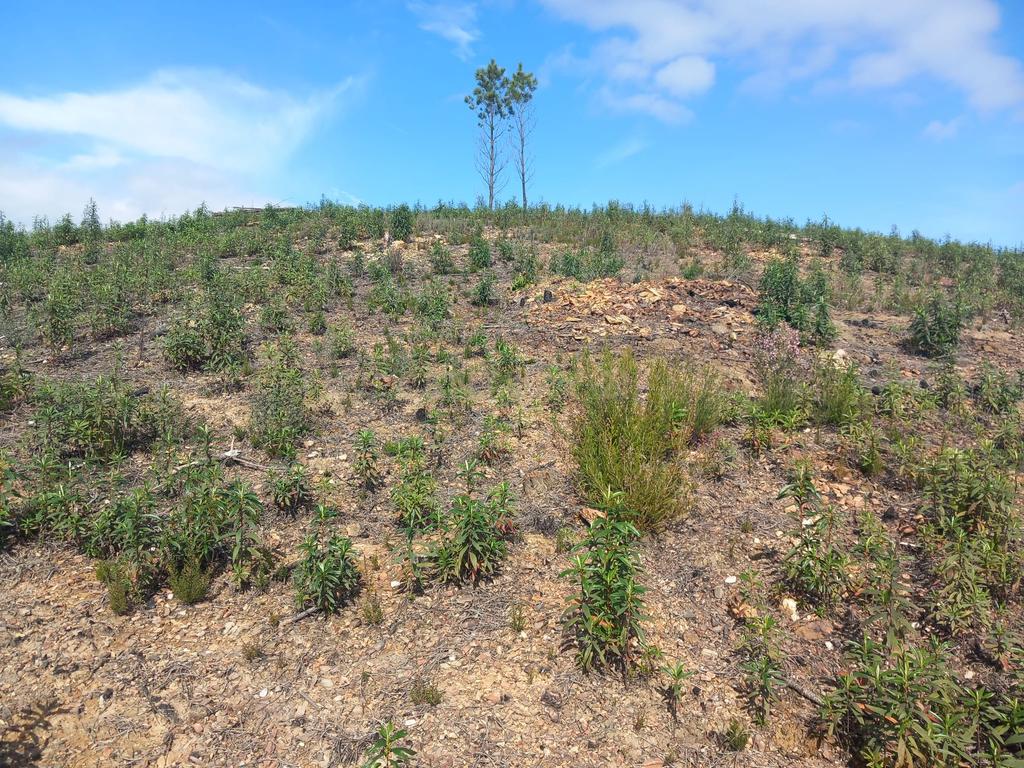 Terreno Rustico com 6220m2 Sobrainho da Ribeira-Sarzedas - Image 6