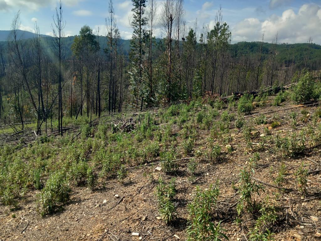 Terreno Rustico com 6220m2 Sobrainho da Ribeira-Sarzedas - Image 13