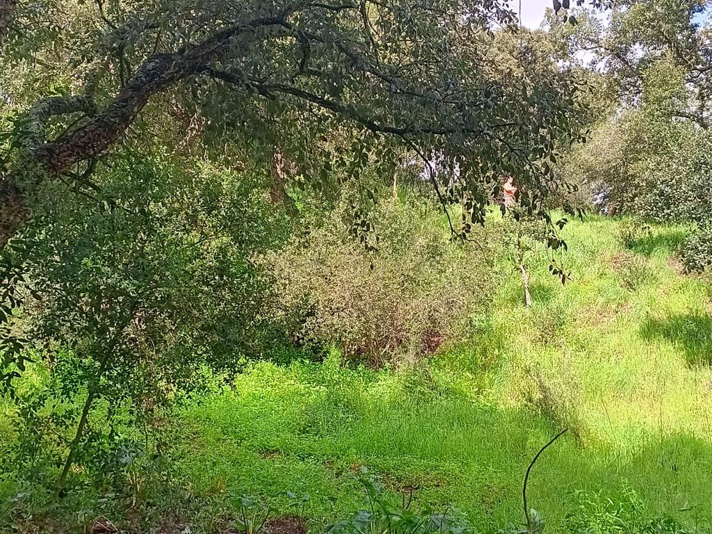 🏡 Terreno para Construção – 2.746 m² | Oportunidade Única Perto de Setúbal! 🌿 - Image 18