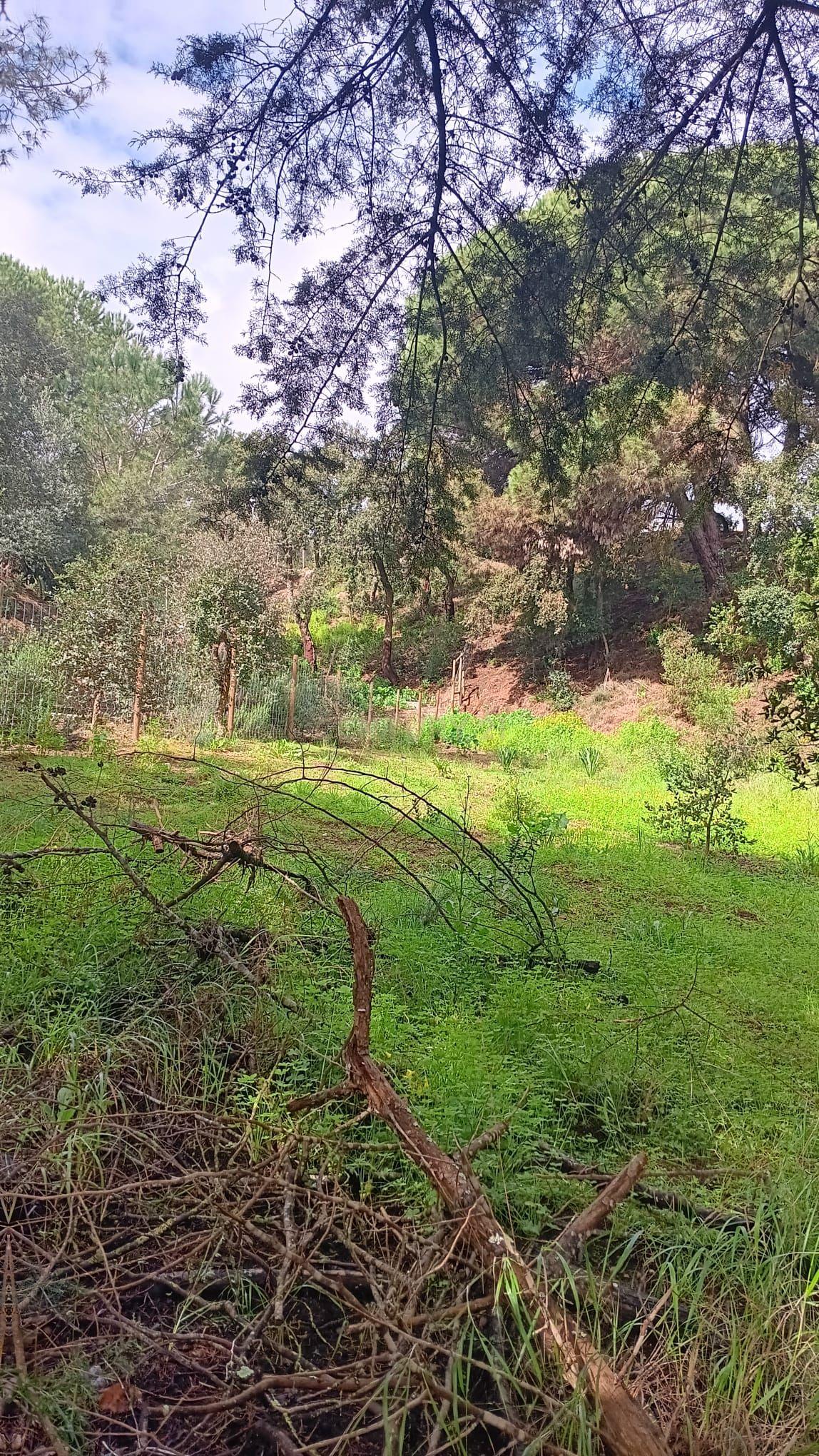 🏡 Terreno para Construção – 2.746 m² | Oportunidade Única Perto de Setúbal! 🌿 - Image 20